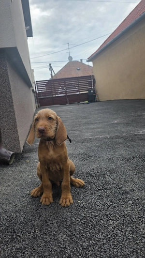 Drótszőrű Magyar vizsla kisfiú