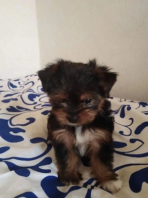 Mini yorkshire terrier kiskutyák 