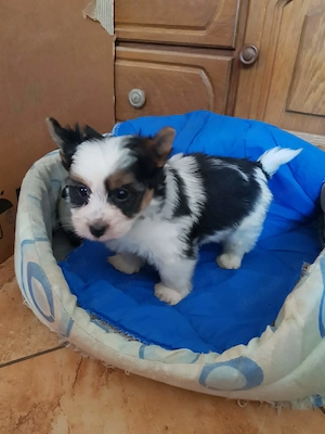 2 hónapos Biewer Yorkshire Yorki kicsi kisfiú  oltva, keresi gazdiját! - kép 3