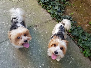 2 hónapos Biewer Yorkshire Yorki kicsi kisfiú  oltva, keresi gazdiját! - kép 6