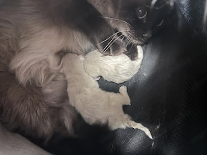Ragdoll bébik előjegyezhetőek 