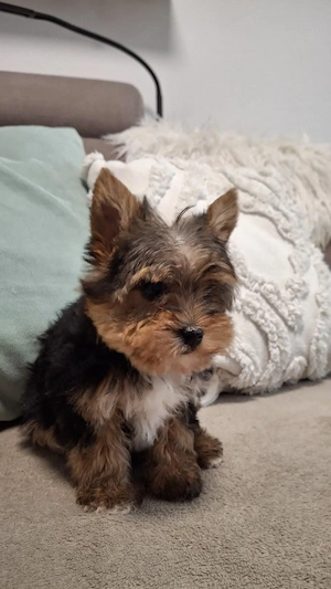 Eladó Yorkshire terrier (Yorki) kiskutyák - kép 3