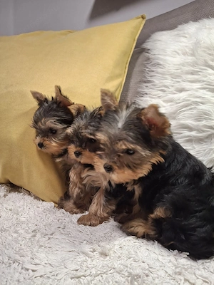 Eladó Yorkshire terrier (Yorki) kiskutyák