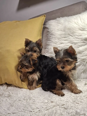 Eladó Yorkshire terrier (Yorki) kiskutyák - kép 2