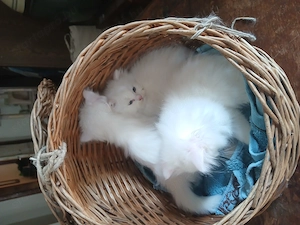 Hófehér Perzsa Kiscicák eladóak! - kép 3