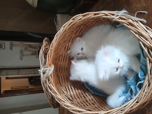 Hófehér Perzsa Kiscicák eladóak! - kép 4