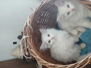 Hófehér Perzsa Kiscicák eladóak! - kép 7