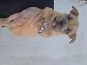 American bully kiskutyák  - kép 4