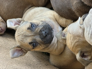 American bully kiskutyák  - kép 2
