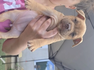 American bully kiskutyák  - kép 3