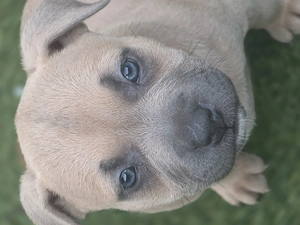 American bully kiskutyák  - kép 5