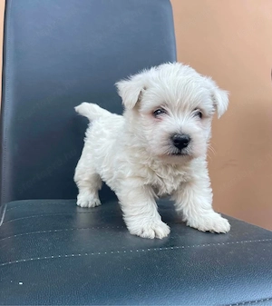 Westie kiskutyák - kép 2