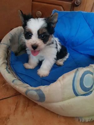 2 hónapos Biewer Yorkshire Yorki kicsi kisfiú  oltva, keresi gazdiját!