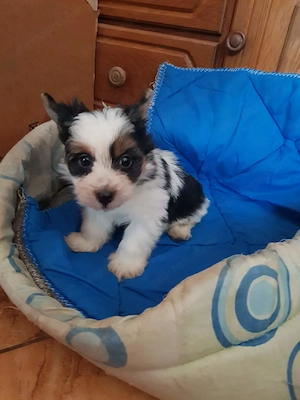 2 hónapos Biewer Yorkshire Yorki kicsi kisfiú  oltva, keresi gazdiját! - kép 4