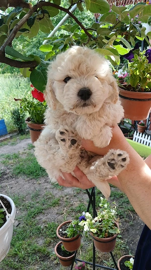 Puli kisfiú eladó - kép 4