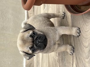 Mopsz kiskutya kisfiú