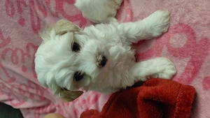 Bichon Havanese kiskutya - kép 2