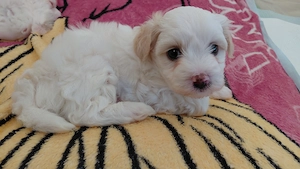 Bichon Havanese kiskutya - kép 3