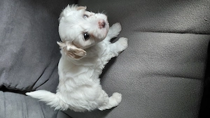 Bichon Havanese kiskutya - kép 5