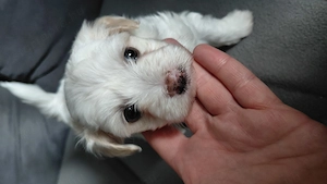 Bichon Havanese kiskutya - kép 4
