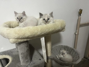 Ragdoll cica Blue Lynx