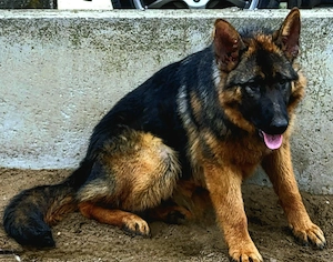 7 honapos németjuhász szuka - kép 2