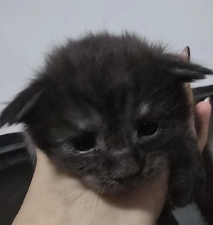 Maine coon kölyök  - kép 2