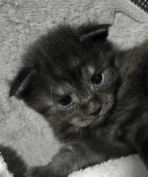 Maine coon kölyök  - kép 3