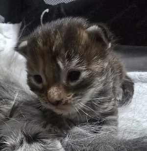 Maine coon kölyök  - kép 5