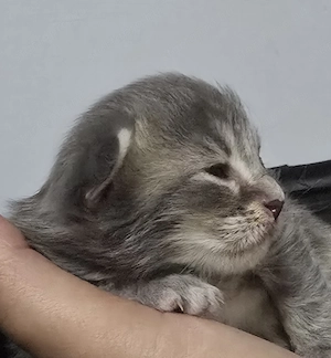 Maine coon kölyök  - kép 4
