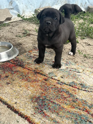 Cane corso kiskutyak  - kép 3