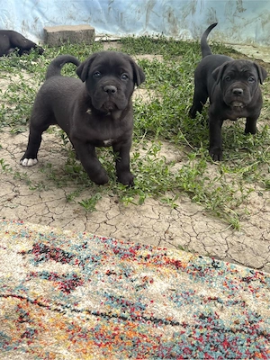 Cane corso kiskutyak  - kép 2