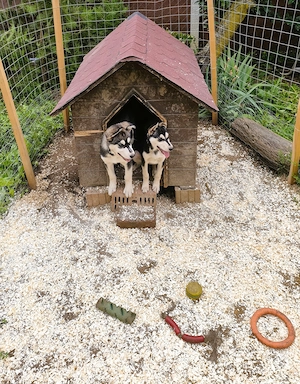 Eladó Husky kiskutyák, 1 kan, 1 szuka, oltva, kiskönyv - kép 3