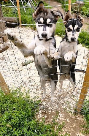 Eladó Husky kiskutyák, 1 kan, 1 szuka, oltva, kiskönyv - kép 4