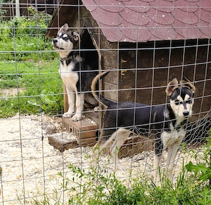 Eladó Husky kiskutyák, 1 kan, 1 szuka, oltva, kiskönyv - kép 2