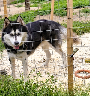 Eladó Husky kiskutyák, 1 kan, 1 szuka, oltva, kiskönyv - kép 5