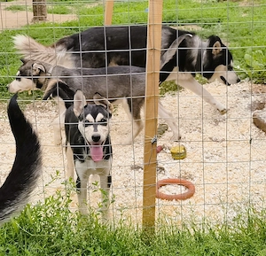Eladó Husky kiskutyák, 1 kan, 1 szuka, oltva, kiskönyv - kép 8