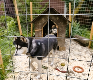 Eladó Husky kiskutyák, 1 kan, 1 szuka, oltva, kiskönyv - kép 6