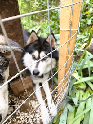 Eladó Husky kiskutyák, 1 kan, 1 szuka, oltva, kiskönyv - kép 7