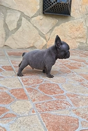  Francia bulldog kiskutyák, kék (blue) - kép 4