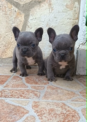  Francia bulldog kiskutyák, kék (blue) - kép 2