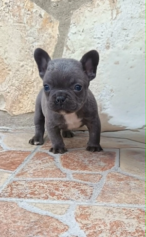  Francia bulldog kiskutyák, kék (blue) - kép 3