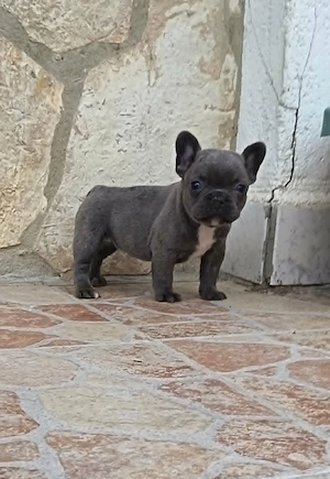  Francia bulldog kiskutyák, kék (blue) - kép 6
