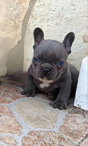  Francia bulldog kiskutyák, kék (blue) - kép 5