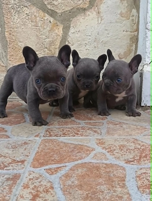  Francia bulldog kiskutyák, kék (blue) - kép 7