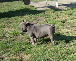  Francia bulldog kiskutyák, kék (blue) - kép 10