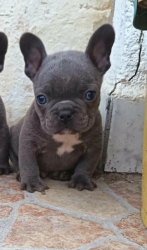  Francia bulldog kiskutyák, kék (blue) - kép 8