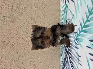  yorki kisfiú kiskutya