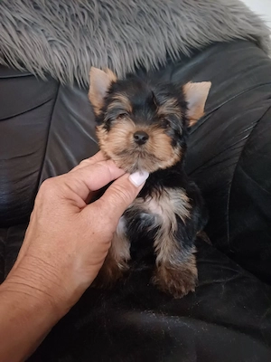 Picike méretű yorkshire terrier kiskutyák - kép 4
