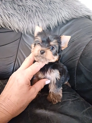 Picike méretű yorkshire terrier kiskutyák - kép 3
